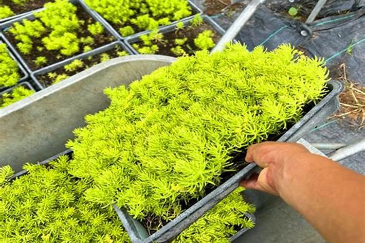 有机硅是什么用途