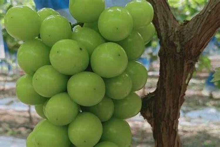 黑土农田氧化亚氮排放研究取得新认识