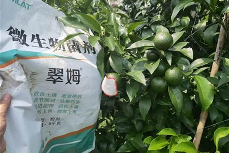 重庆那里有无土栽培的基地？