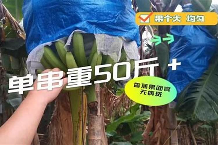 香蕉新种的小苗,用什么肥比较好？