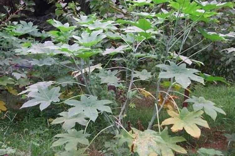 请教养兰高手用做君子兰肥料的(麻子)是蓖麻子吗