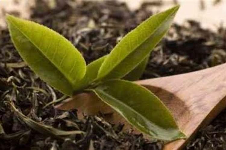 普洱茶渣可以做肥料吗