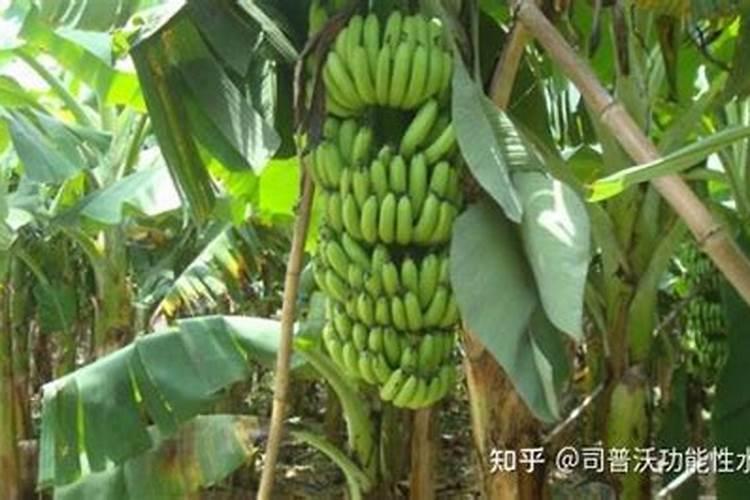 香蕉根系少用什么水溶肥好呢？