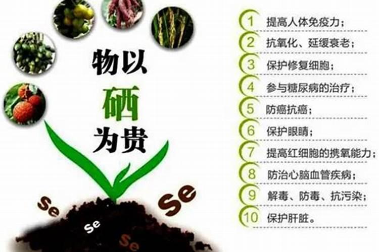 人参果哪里有种植的