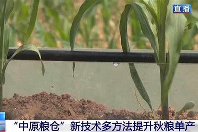 香蕉一般施什么肥