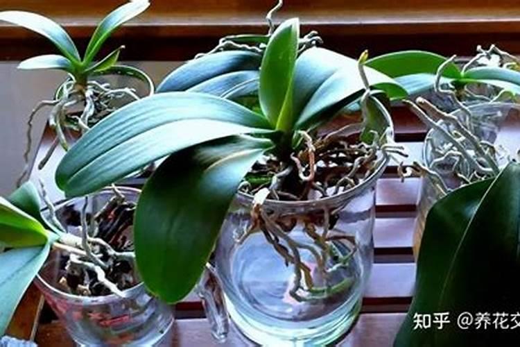 蝴蝶兰可施氮肥吗