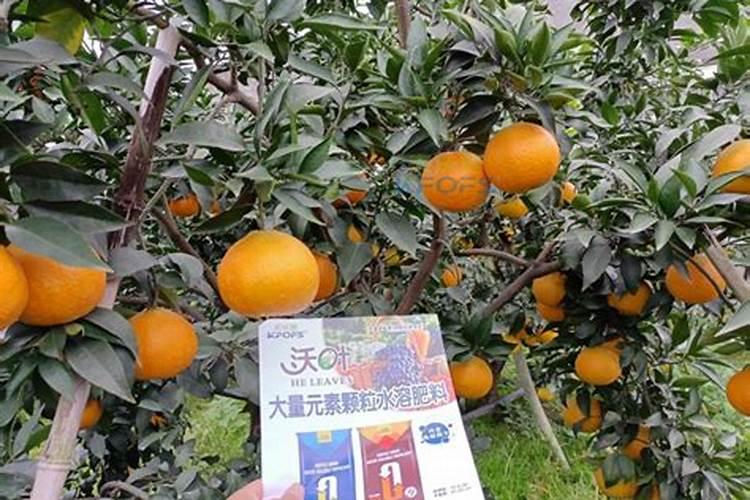 多肉施什么肥料最好