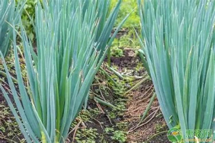 大葱用什么肥料长势好？大葱追施什么肥料效果好？