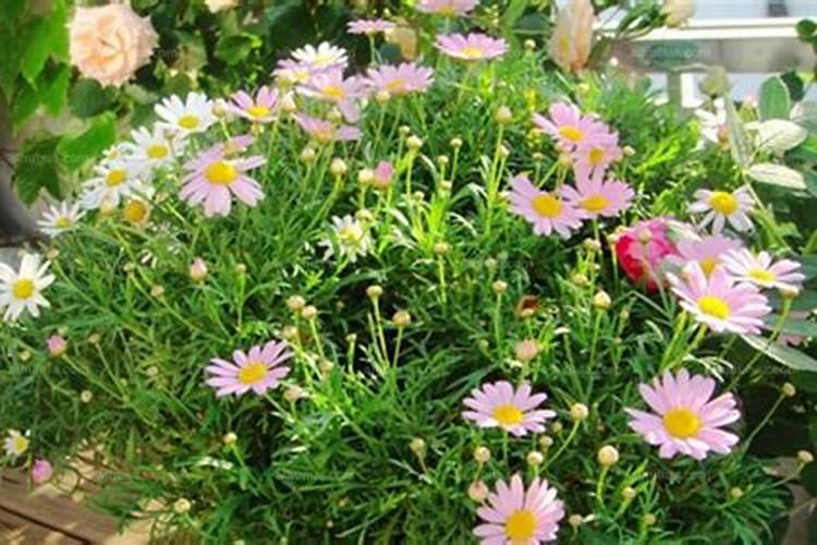 柑橘施肥时间和用量 柑橘施肥时间和用量是什么