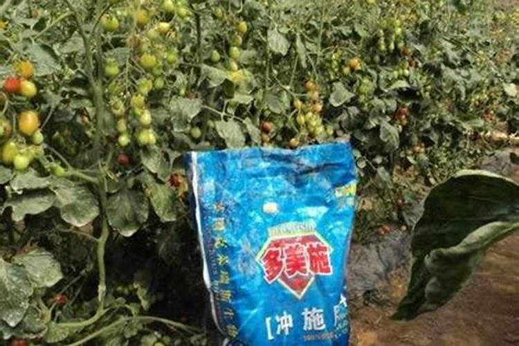 小麦什么时候喷芸苔素 如何喷施效果好