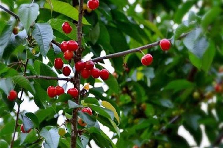 红美人柑橘八月份施什么肥壮果