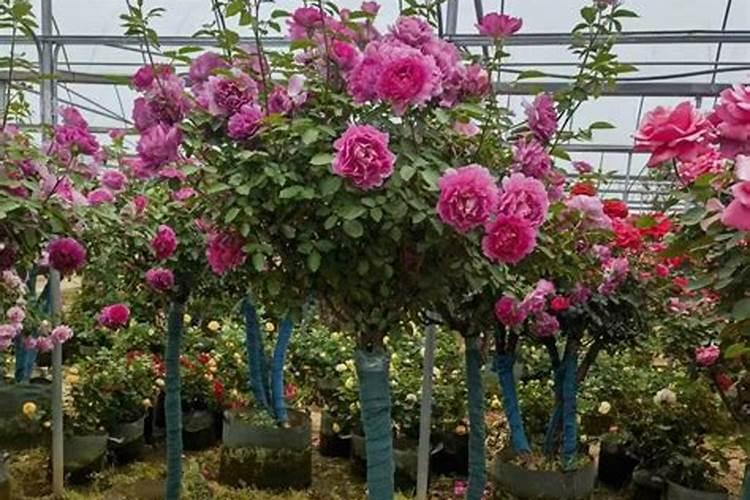 500斤水配多少毫升农药