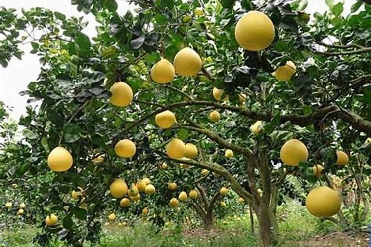 柚子树施什么肥柚子最甜