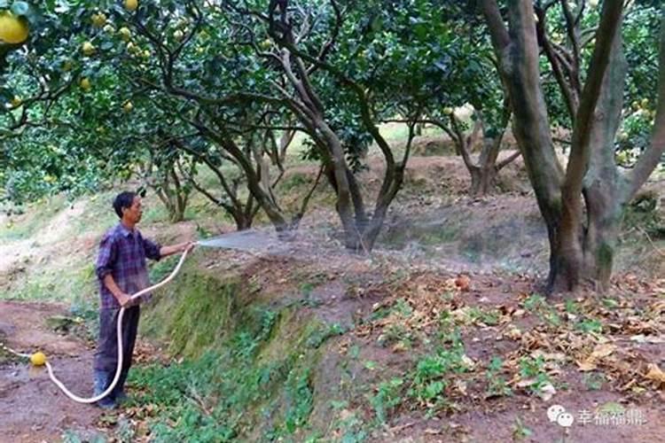 柚子树冬肥什么时候放 柚子树冬肥的肥料配比