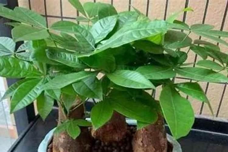 潍坊高新附近的哪里有菜园