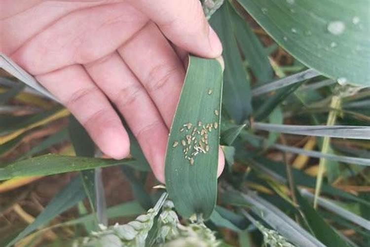 养发财树需要什么肥？？