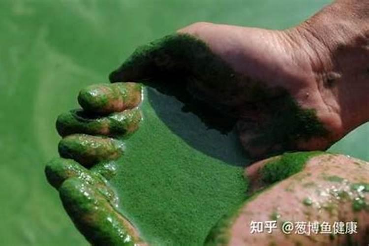 蓝藻爆发的原因和解决方法(简析蓝藻暴发成因和处理方法:让人见之心烦...
