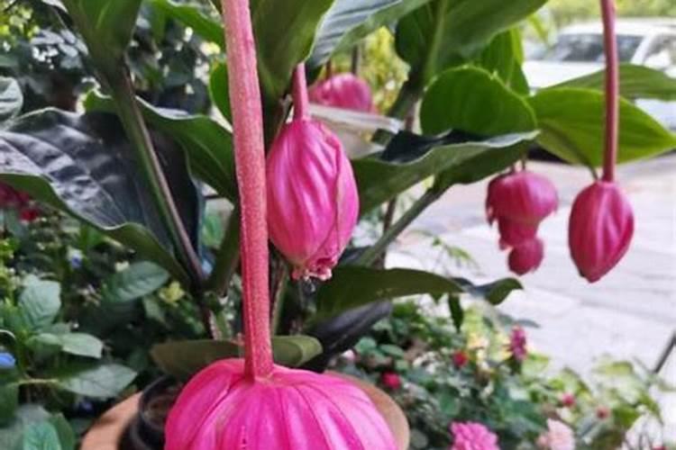 宝莲灯花怎么施肥 用什么肥料好