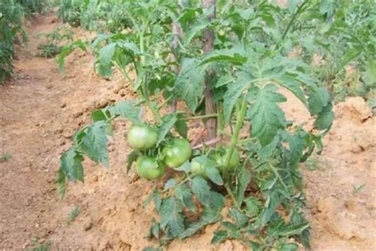 种植番茄需要用什么肥料