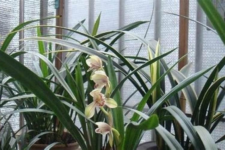 养兰花,如何使用磷酸二氢钾呢？