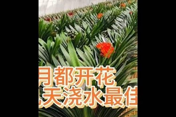 君子兰施肥时间