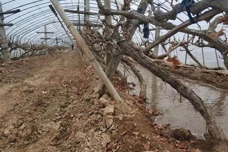 葡萄树怎样施肥