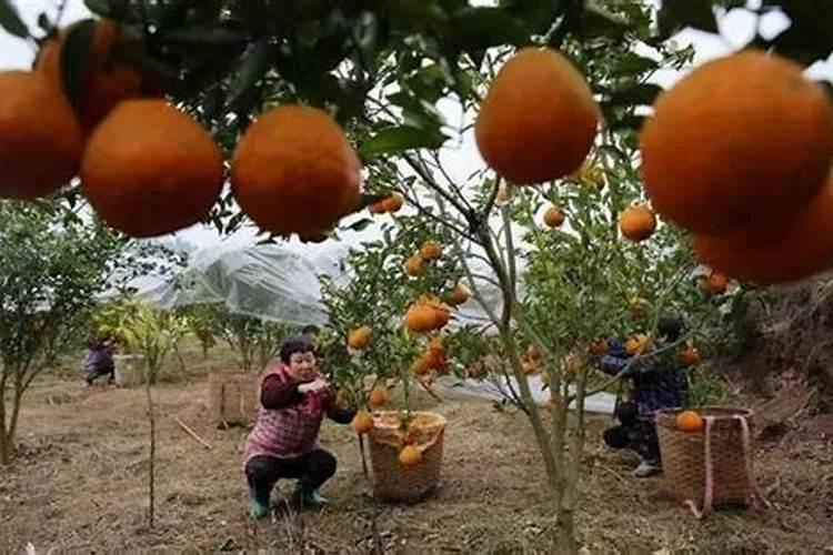 芝麻干旱能浇水吗