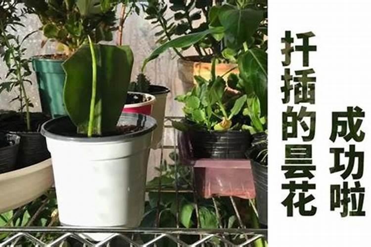 橘子树刚种上能施叶面肥吗