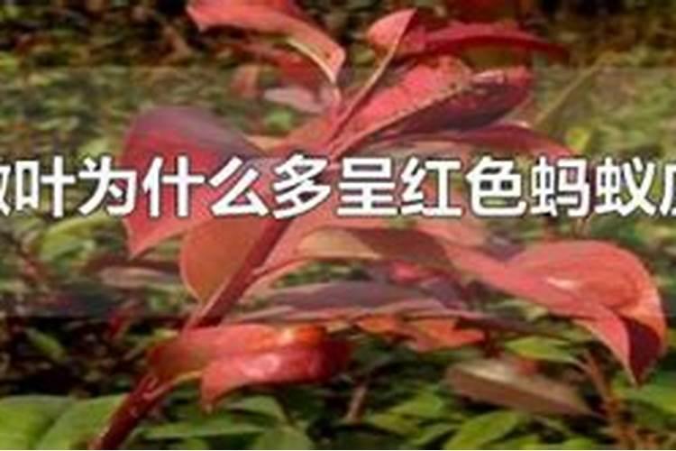 荔枝梢期可以喷氨基酸叶面肥吗