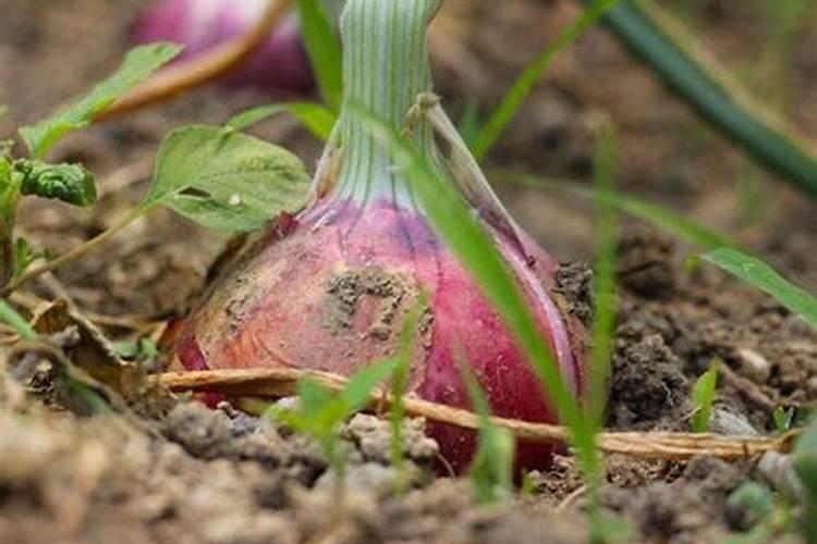 水稻施钾肥正确方法