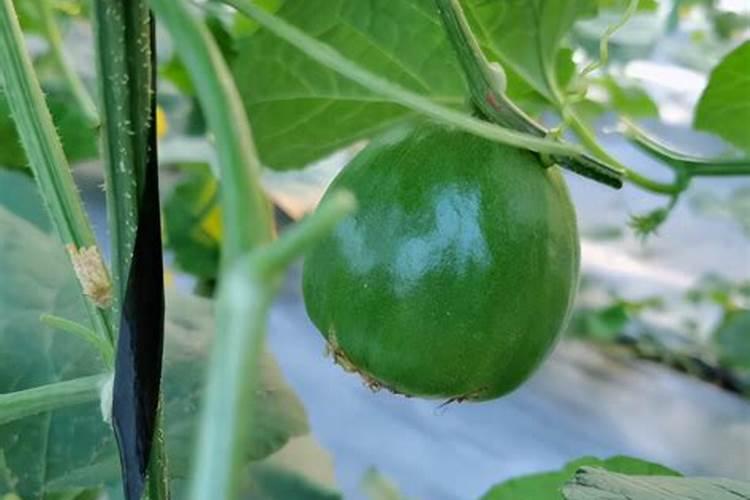 甜瓜苗期可以喷叶面肥吗？