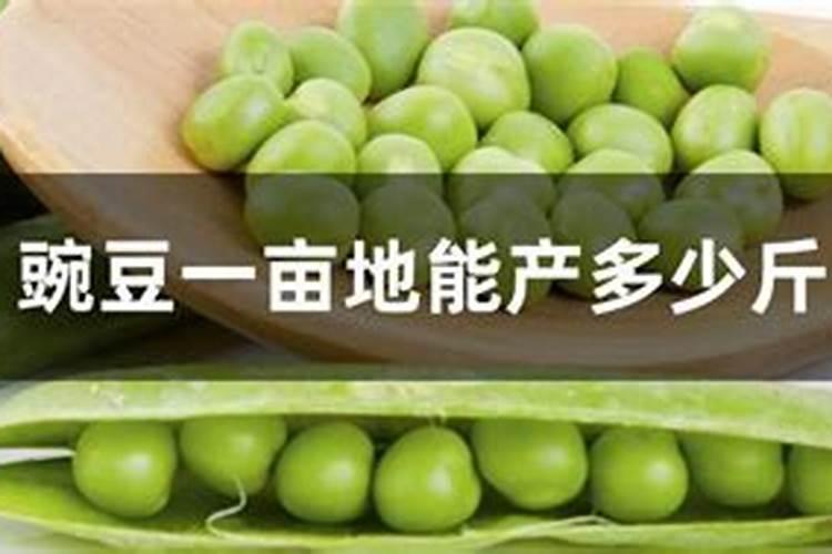 板栗树用什么肥料最好
