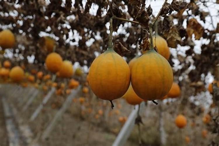 瓜蒌的种植技术及效益 和吊瓜子是同一种东西吗