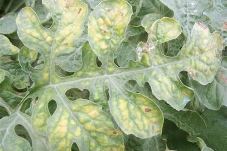 茶花用什么土最好,怎么栽种