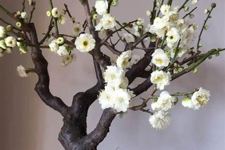 盆栽梅花怎么施肥
