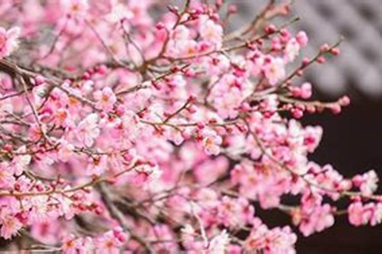 盆栽梅花怎样进行浇水施肥