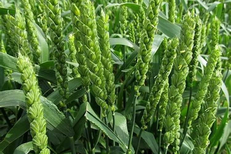 茶叶采摘时可以用鱼蛋白加磷酸二氢钾防冻呢