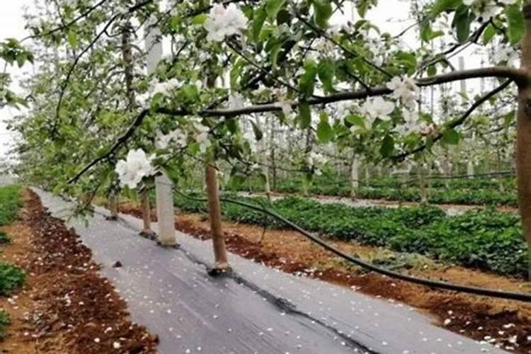 春季果树用什么肥料好,果树开春施什么肥,果树春季施肥最佳时间百度...