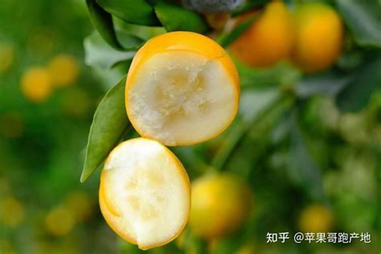 鱼是怎么防冻的呢