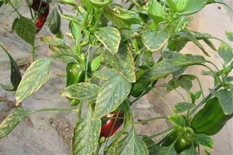 辣椒喷什么叶面肥结果多,多久喷一次