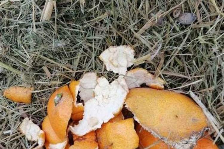 橘子皮泡水可以浇白掌吗