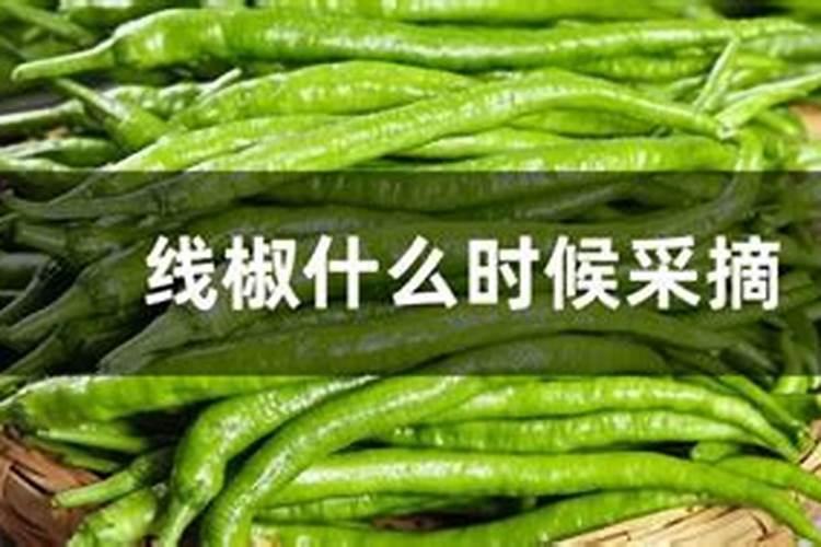 桂花如何施钾肥