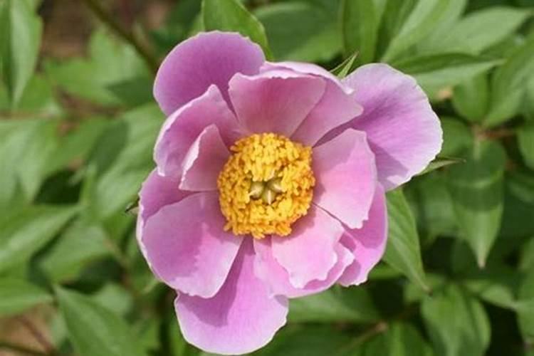 种植赤芍的时候该如何提升产量呢？