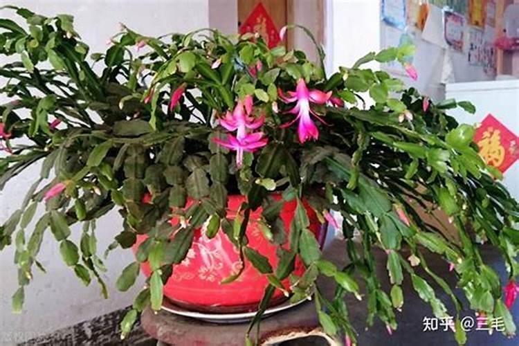 蟹爪兰施什么肥:最好生长期氮肥,开花前磷肥