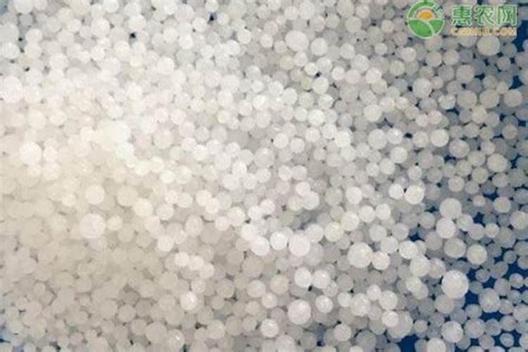 油菜小苗可以用尿素叶面喷洒花卉百科