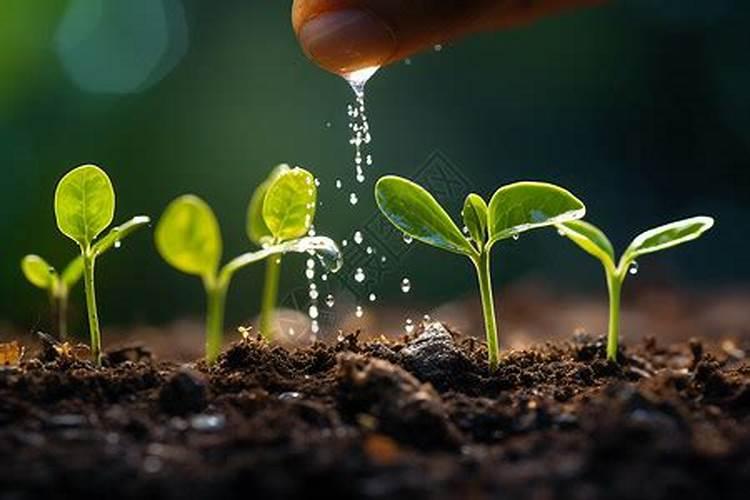 脐橙嫩芽被波尔多液烧坏是什么原因？