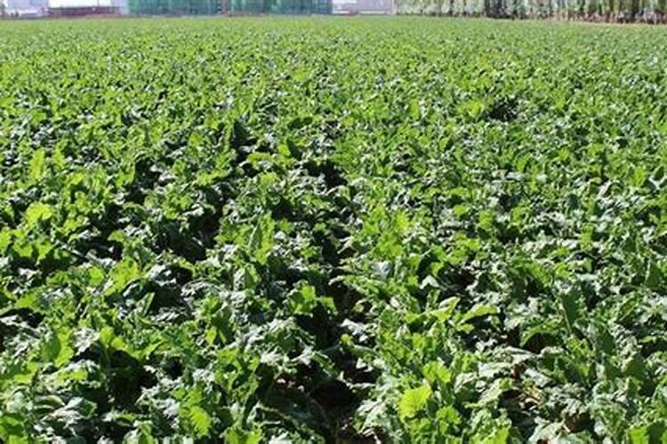 甜菜如何科学施肥