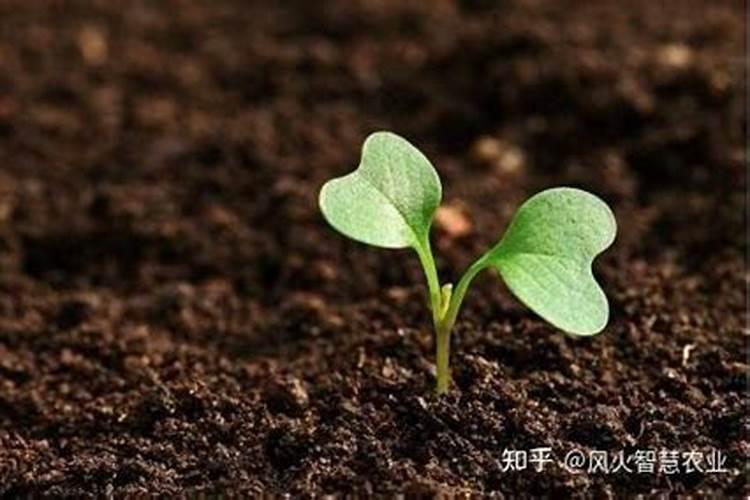 磷的肥料有哪些