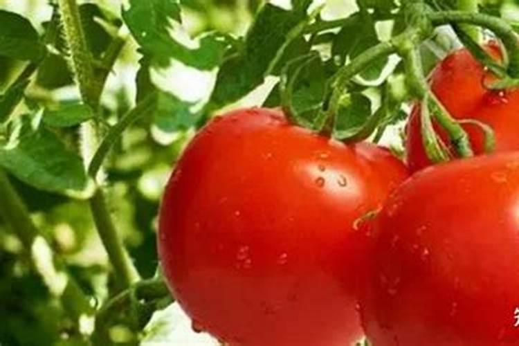 西红柿后期用什么肥料效果好？