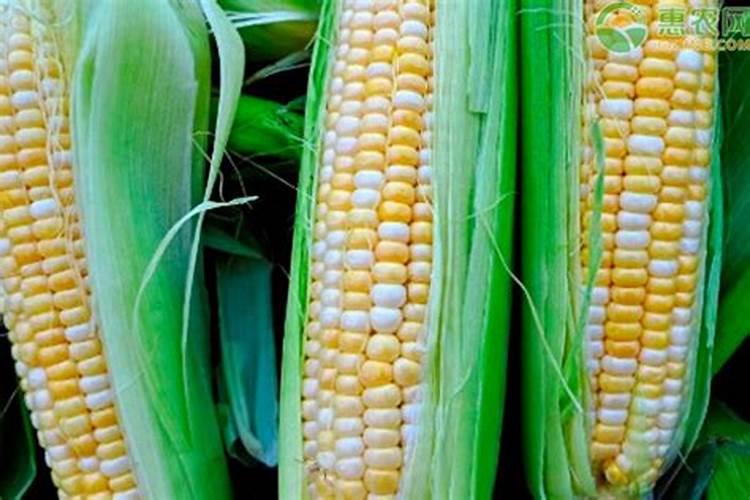 玉米什么时候打芸苔素